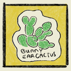 Bunny ear cactus growing after the flood